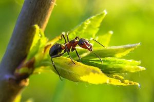 get rid of ants