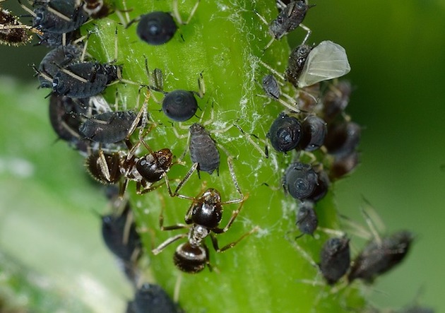 aphids