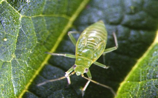 Greenfly