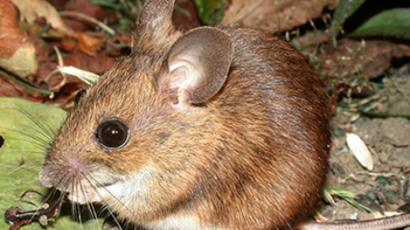 Field Mouse