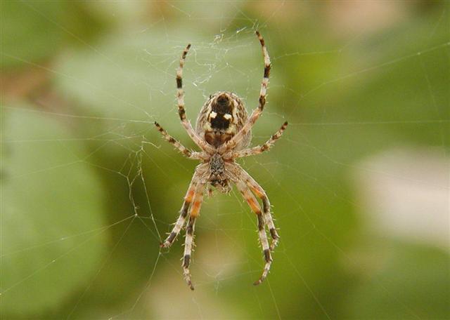 Orb / Garden Spider