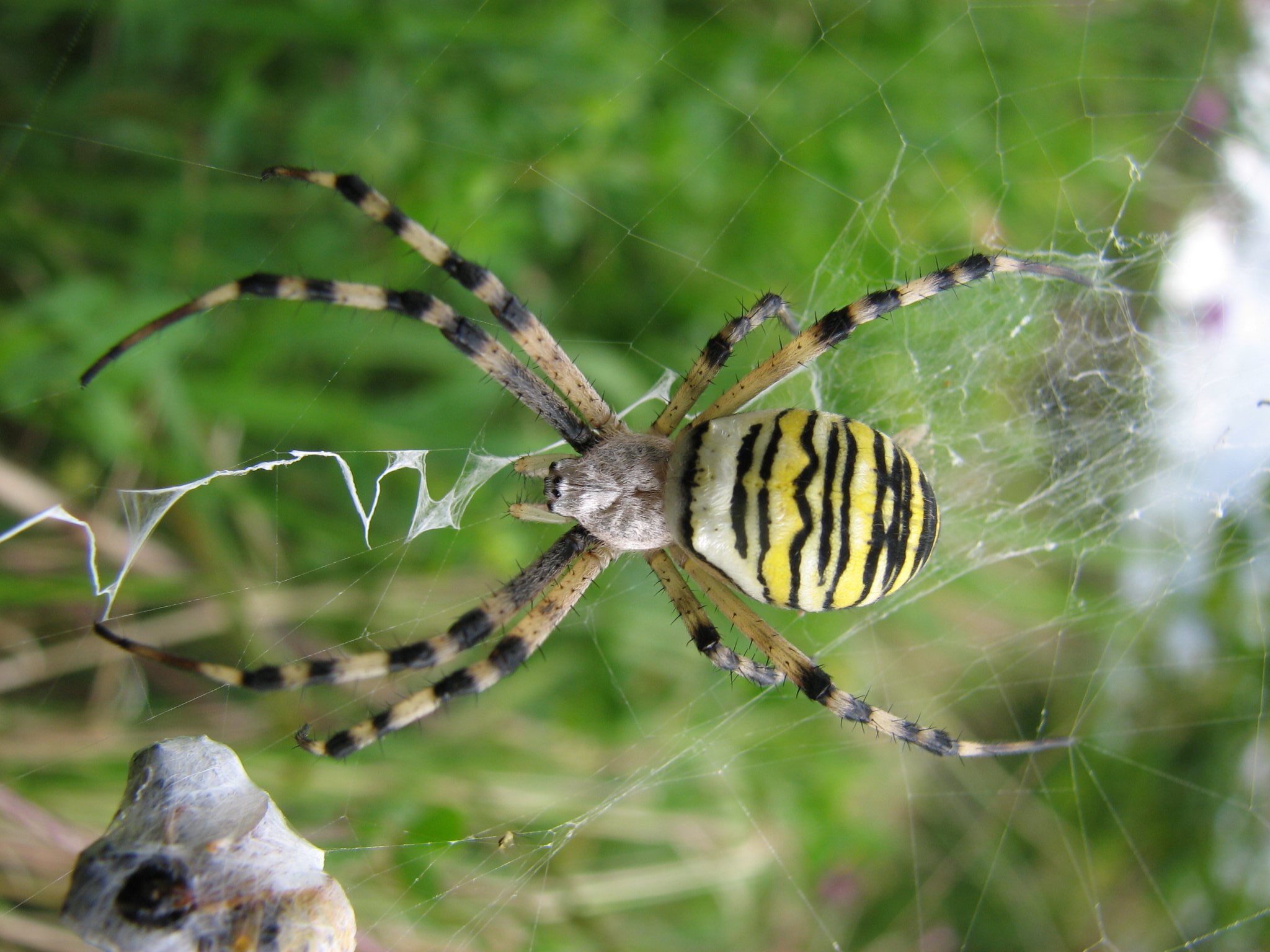 Wasp Spider