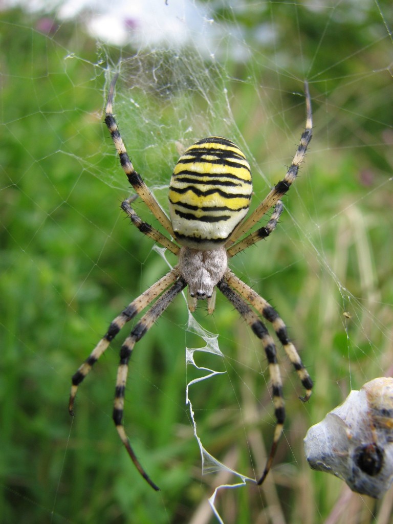 Wasp Spider | Empire Pest Control London