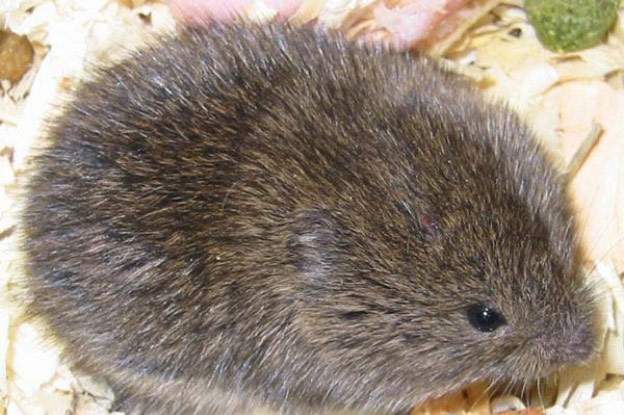 Water Vole