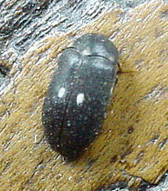 Fur Beetle
