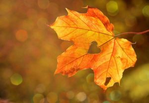 autumn pests