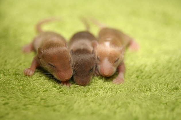 baby house mice