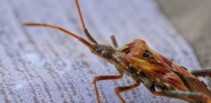 bed bug control treatment London