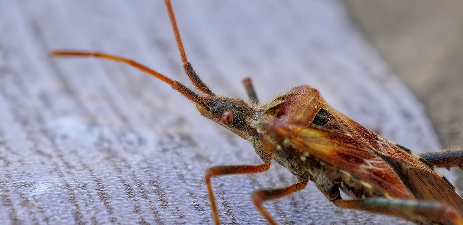 bed bug control treatment London