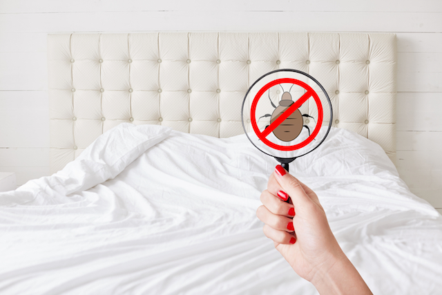 bed bug exterminator london
