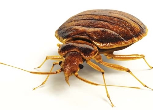 bed bug image