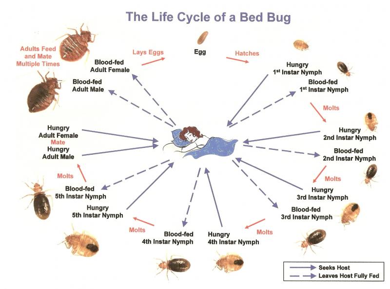 bed bug life cycle