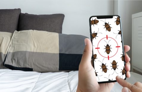 How to get rid of bed bug bites overnight?