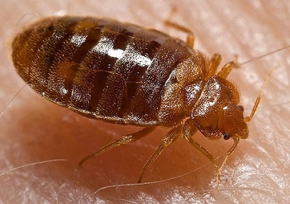 Beating back the bed bugs 