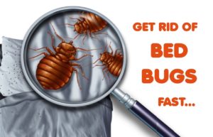 bed bugs magnified