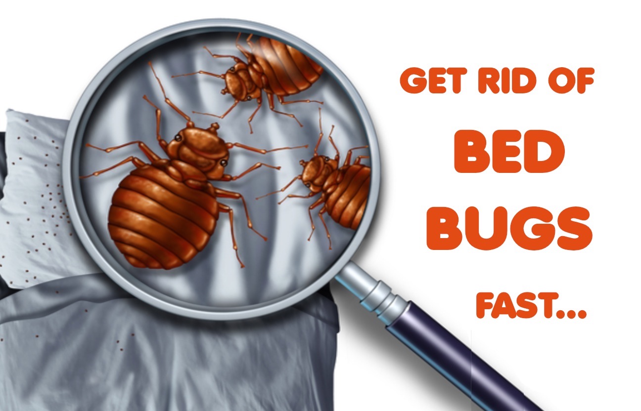 Bed Bug Life Cycle Explained