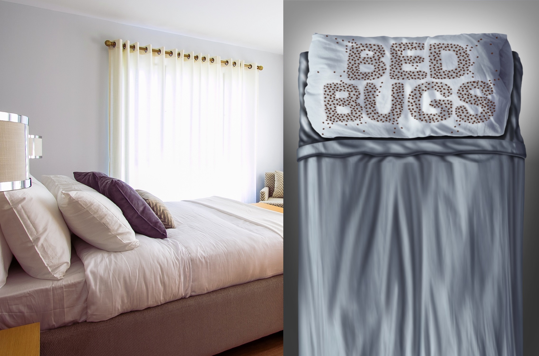 INFOGRAPHIC: Guide To Safe Bed Bug Mattress Disposal