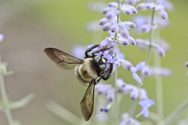 pests that cause allergic reactions