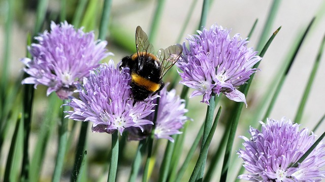 bee facts for kids