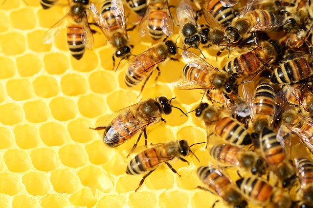 bee hive close up