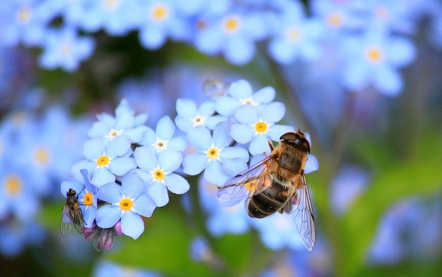 bees eco system