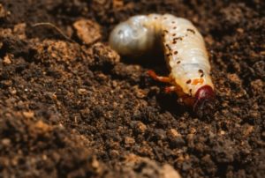 beetles in garden