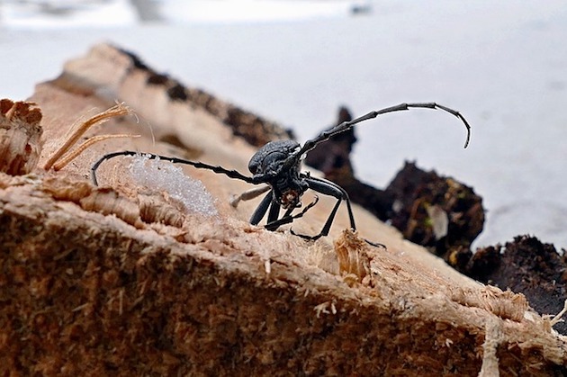 beetles winter insects