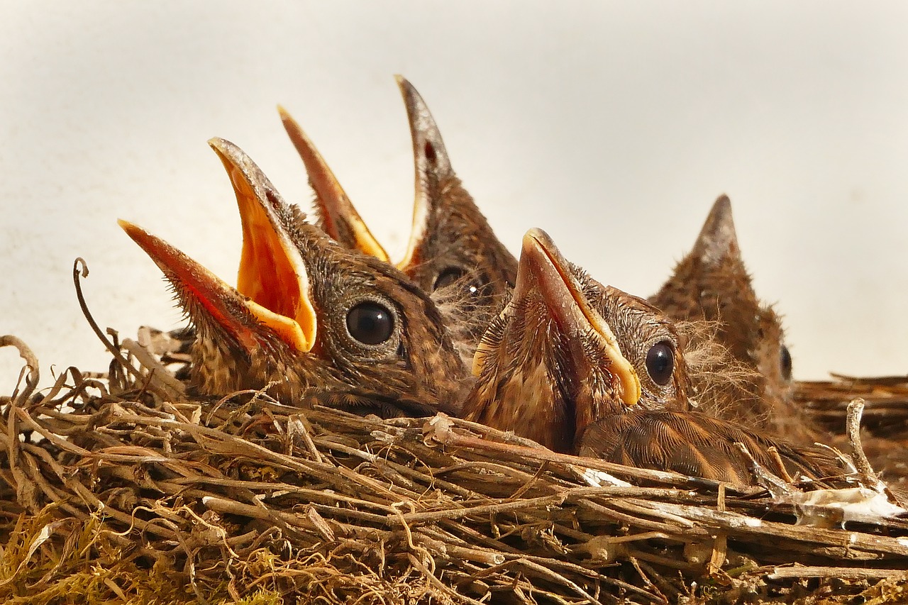 birds in a london nest