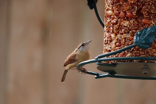 bird feeder rats