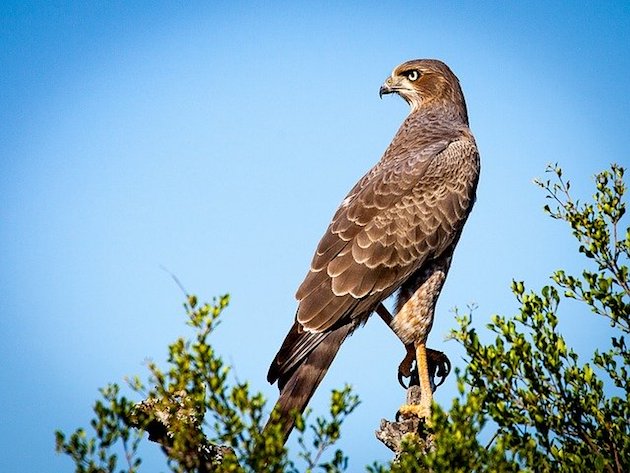 bird of prey statue
