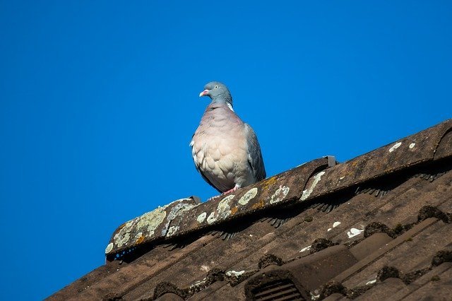 birds in roof removal