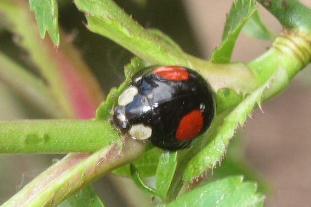 black harlequin ladybird uk