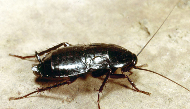 Oriental Cockroach