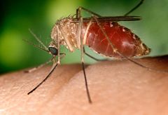 Fungus Gnat