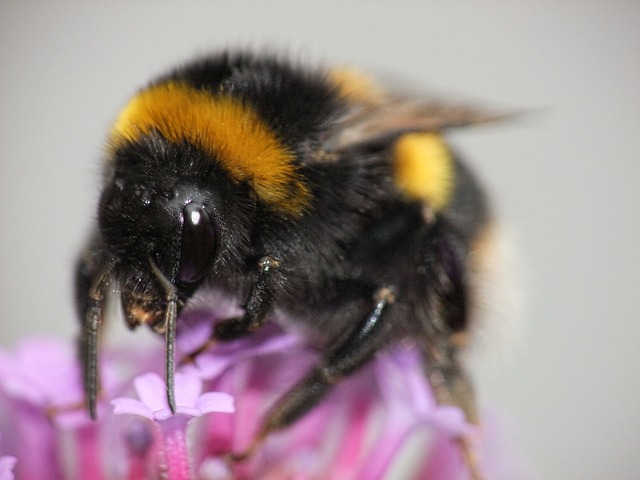 bumble bee