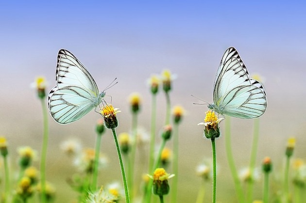 butterflies and pesticides