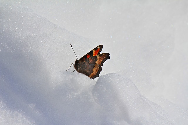 butterfly in the snow
