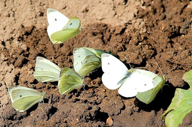 cabbage white butterflies