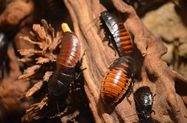 cannibal cockroaches