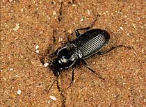 Ground Beetle