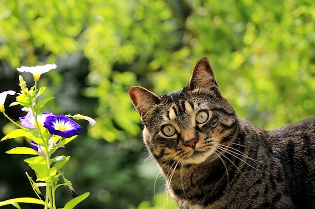 cat in the garden