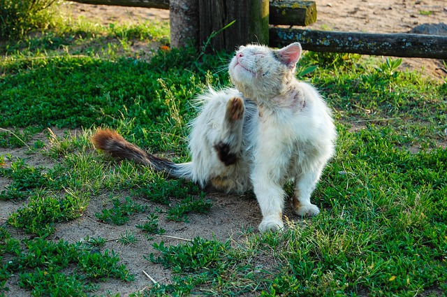 cat with flea infestation