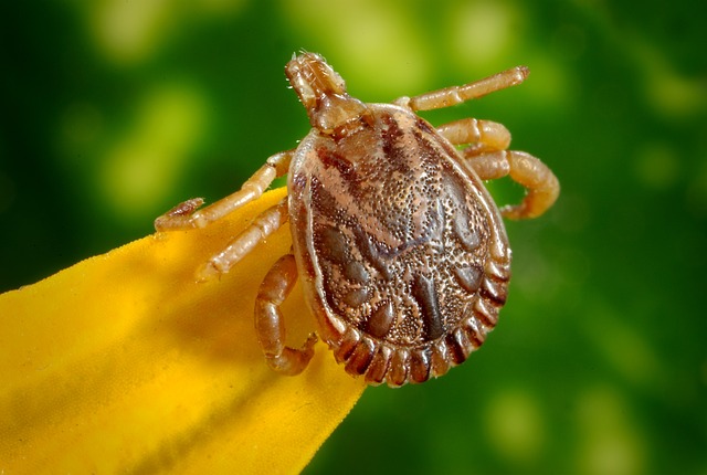 What Are The Differences Between Fleas And Ticks?