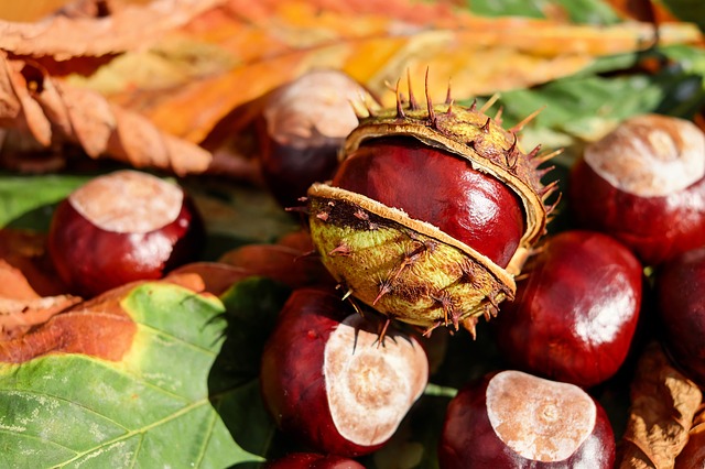 Don’t Let Pests In This Autumn!