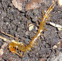 Centipede
