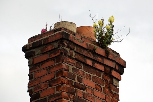 chimney pests