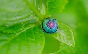 choose green pest control