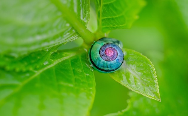 choose green pest control