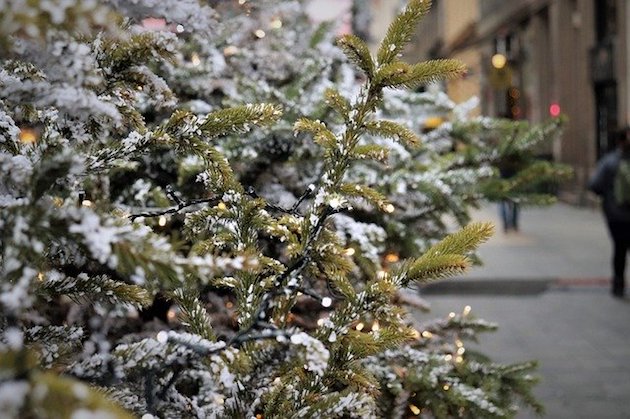 christmas trees on farm