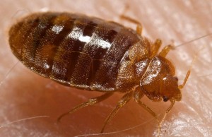 bed bugs in london